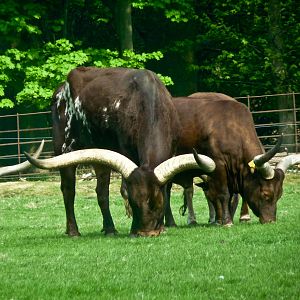 Ankole