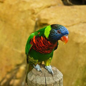 Rainbow Lorikeet