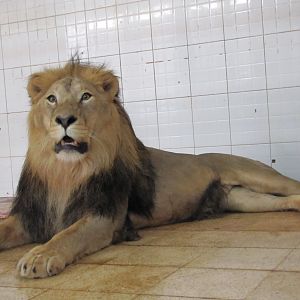 african lion (tehran zoo)