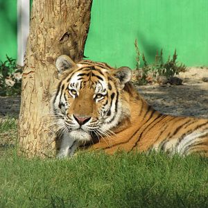 female amur tiger(tehran zoo)