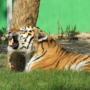 amur tiger(tehran zoo)