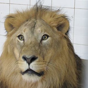 male african lion(tehran zoo)