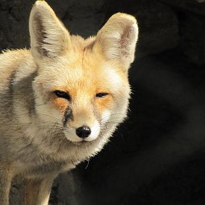 red fox(tehran zoo)