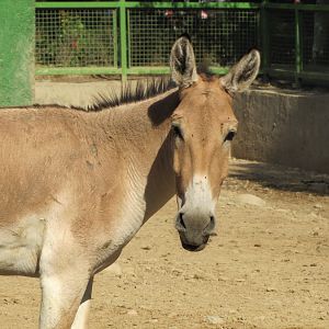onager(persian wild ass)