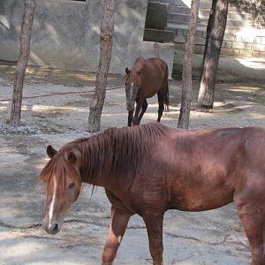 caspian horse(tehran zoo)