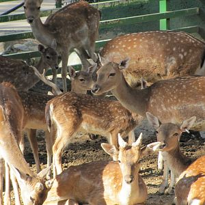 European fallow deer group(tehran zoo)
