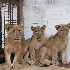 lion baby (tehran zoo)