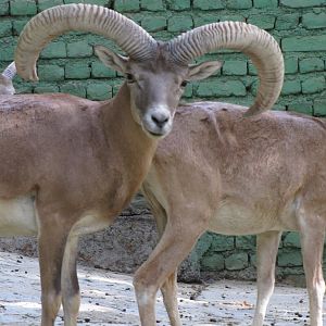 male alborze wild sheep (tehran zoo)