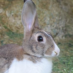 Rabbit(tehran zoo)