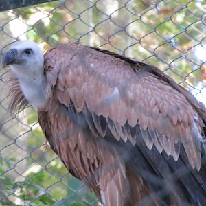 griffon Vulture (tehran zoo)