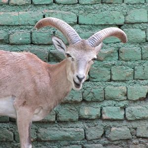 Young male alborz wild sheep(tehran zoo)