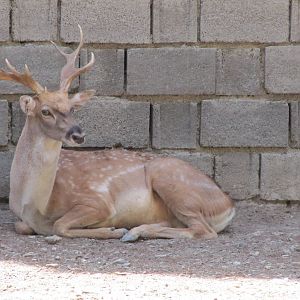 persian fallow deer (tehran zoo)