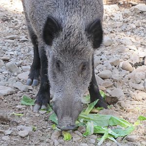 persian Wild boar (tehran zoo)