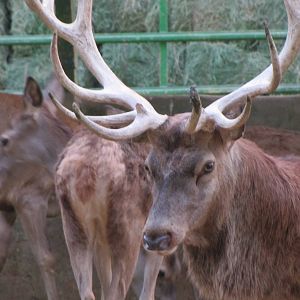 West European Red Deer (tehran zoo)