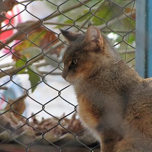 jungle cat -Felis chaus(tehran zoo)