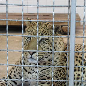 male african leopard (tehran zoo)