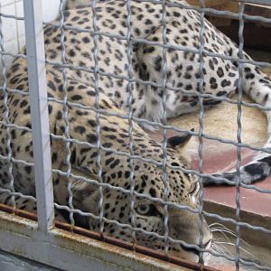 persian leopard (tehran zoo)