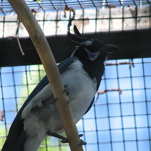 Black-throated Magpie-jay