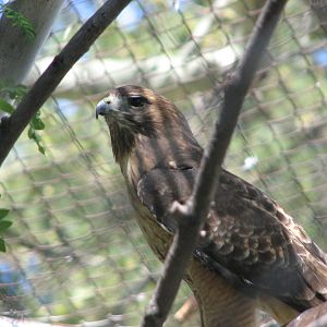 Red-tailed Hawk
