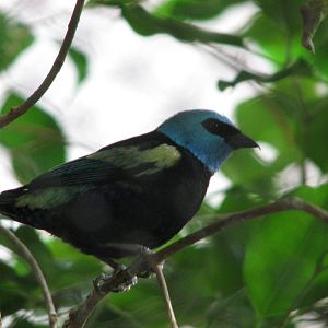 Wilson South America Pavilion - Blue-necked Tanager