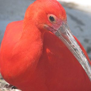 Wilson South America Pavilion - Scarlet Ibis