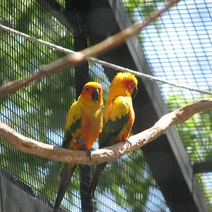 Amazon Adventure - Sun Conure