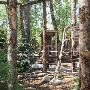 Owl Forest Construction