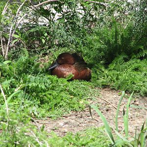 Kennecott Wetland Immersion Experience - Cinnamon Teal