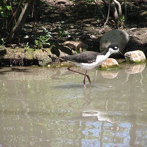 Kennecott Wetland Immersion Experience - Black-necked Stilt