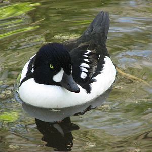 Barrow's Goldeneye
