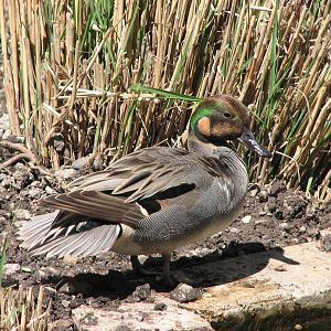 Green-wing Teal x Northern Pintail