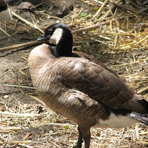 Lesser Canada Goose