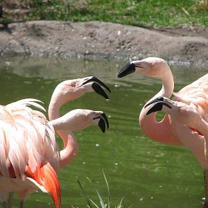 Destination Argentina - Chilean Flamingo