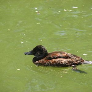 Destination Argentina - Argentine Ruddy Duck