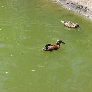 Destination Argentina - Red Shoveler