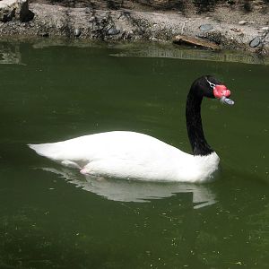 Destination Argentina - Black-necked Swan