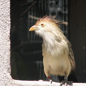 Destination Argentina - Guira Cuckoo