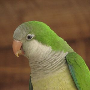 Destination Argentina - Monk Parakeet