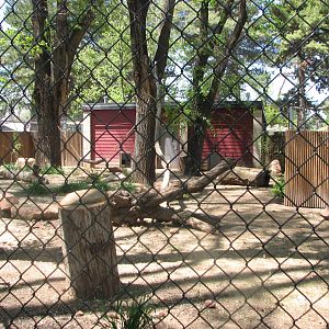 Southern Ground Hornbill Exhibit