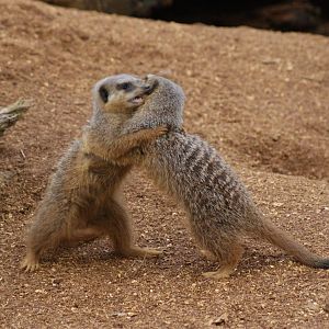 Meerkats
