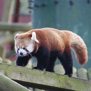 Red Panda