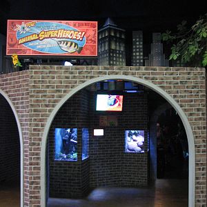 Animal Superheroes - Entrance