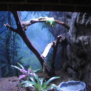 Animal Superheroes - Green Tree Python