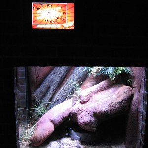 Animal Superheroes - Arizona Mountain Kingsnake