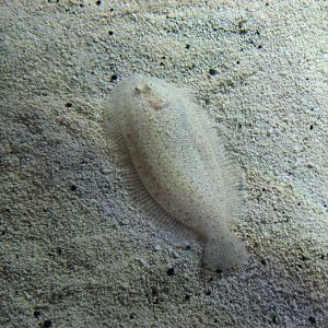 Animal Superheroes - Flatfish