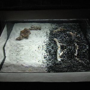 Animal Superheroes - Flatfish Exhibit