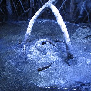 Animal Superheroes - Mudskipper