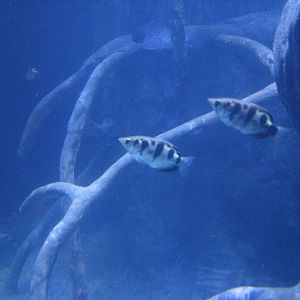 Animal Superheroes - Archerfish