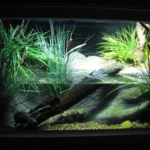 Animal Superheroes - Stinkpot Exhibit