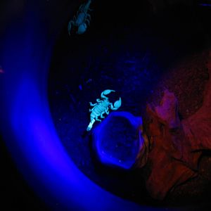 Animal Superheroes - Emperor Scorpion